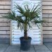 Palma konopná (Trachycarpus fortunei)  výška kmeňa: 20-30 cm, celková výška: 80-100 cm, kont. C20L (-17°C) 